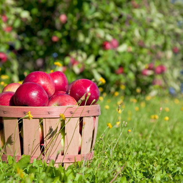 *NEW RELEASE* Mahogany Apple Fragrance Oil